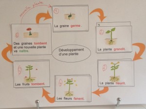 plante cycle 1