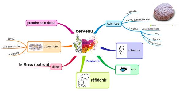 le cerveau sac F
